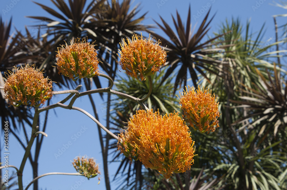 Sydney Australia, flower heads of agave gypsophila plant Sydney Australia, flower heads of agave gypsophila plant
