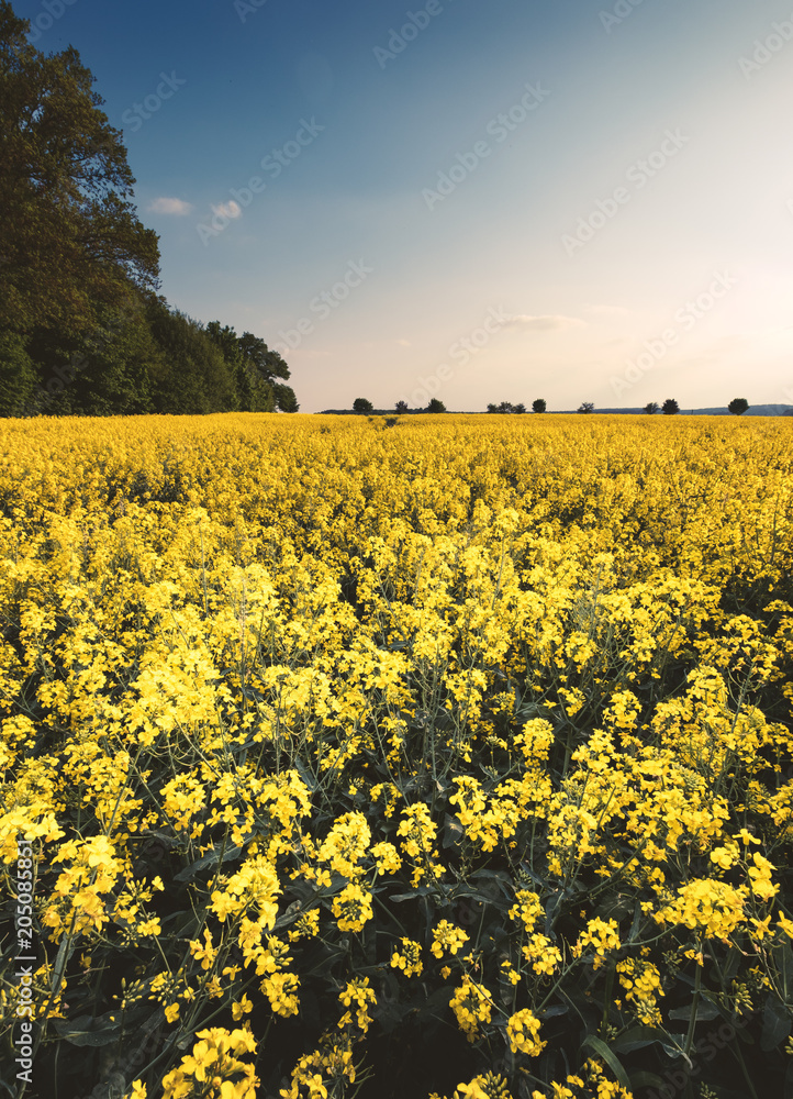 Obraz premium Rapsfeld im Sonnenlicht