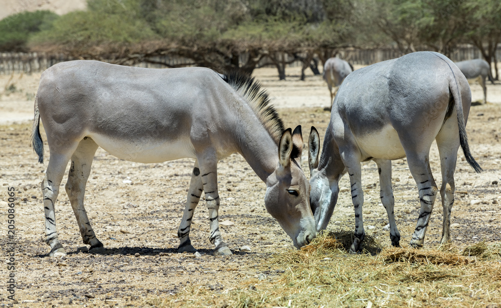 Somali wild donkey (Equus africanus). This species is extremely rare both in nature and in captivity. Nowadays it inhabits nature reserve near Eilat, Israel Somali wild donkey (Equus africanus). This species is extremely rare both in nature and in captivity. Nowadays it inhabits nature reserve near Eilat, Israel