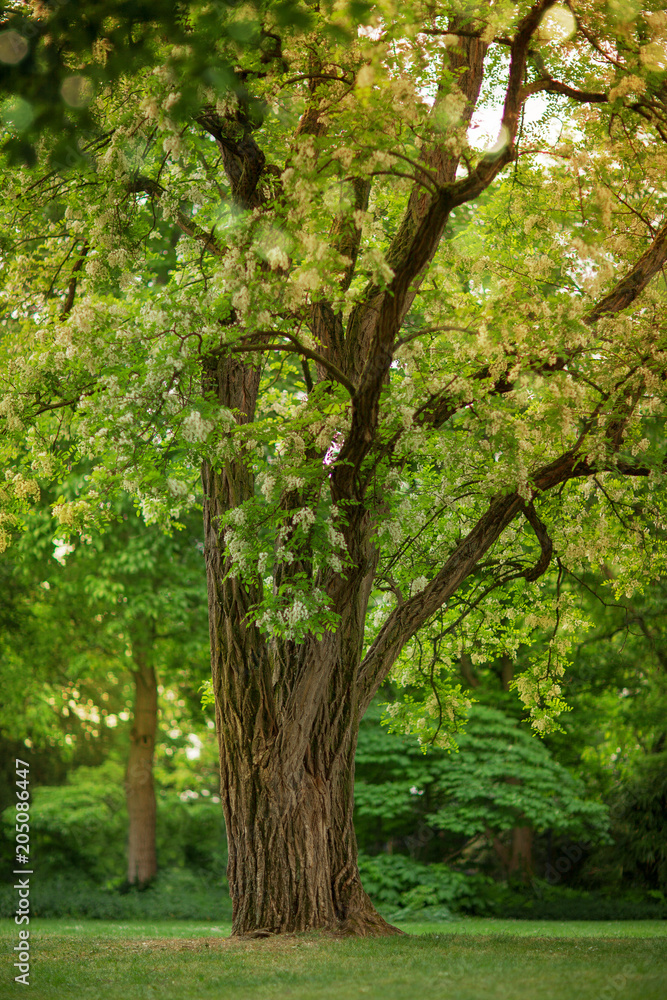 Fototapeta premium soft yellow sunlight falls through a beautiful big tree with white blossom in springtime can be used as background