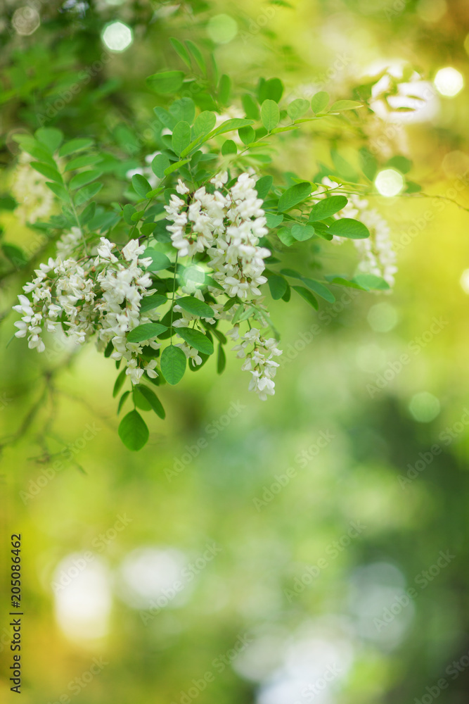 soft flower and tree background with warm summer light soft flower and tree background with warm summer light