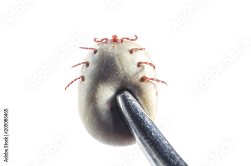 A blood-filled tick with tweezers clamped on a white background photo