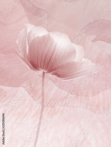 Abstract flowers background for decoration on pink © NGEL