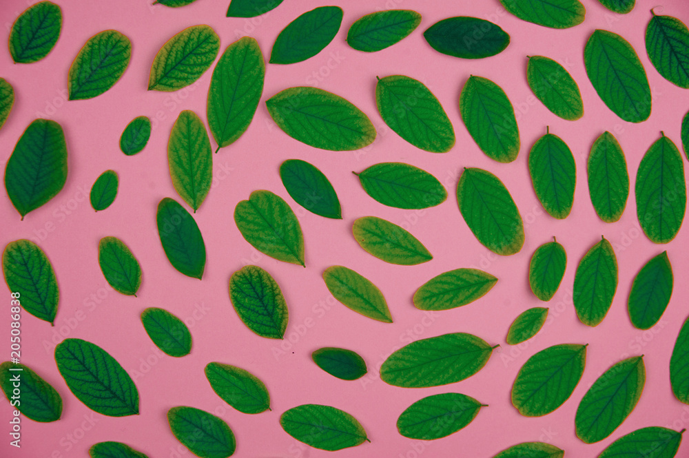 Green leaves acacia floral pattern on a pink background. Green leaves acacia floral pattern on a pink background.
