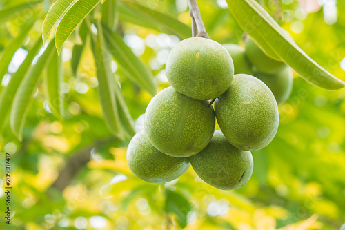 Cerbera odollam Gaertn fruit in garden photo