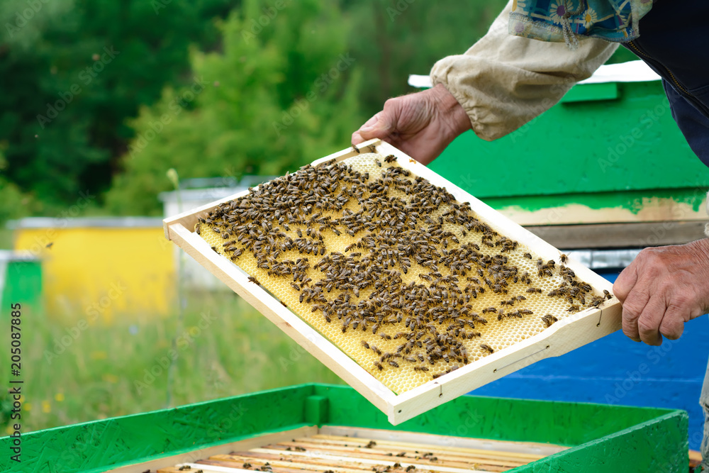 The beekeeper examines bees in honeycombs. In the hands of a honeycomb with honey. The beekeeper examines bees in honeycombs. In the hands of a honeycomb with honey.