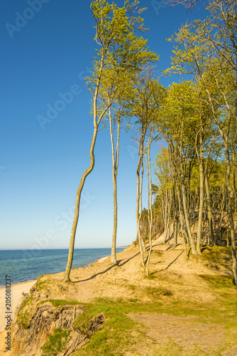 lonesome beach with trees and blue sky photo