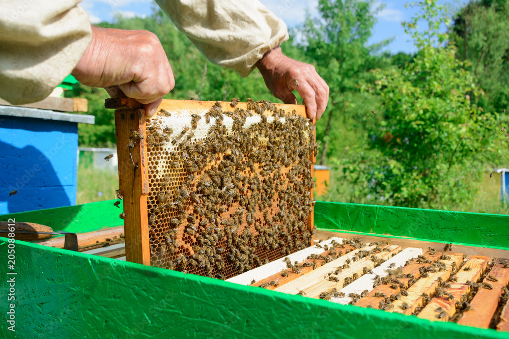 The beekeeper examines bees in honeycombs. In the hands of a honeycomb with honey. The beekeeper examines bees in honeycombs. In the hands of a honeycomb with honey.