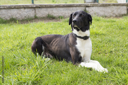 cachorro preto e branco num jardim com relva verde, cara de mau.