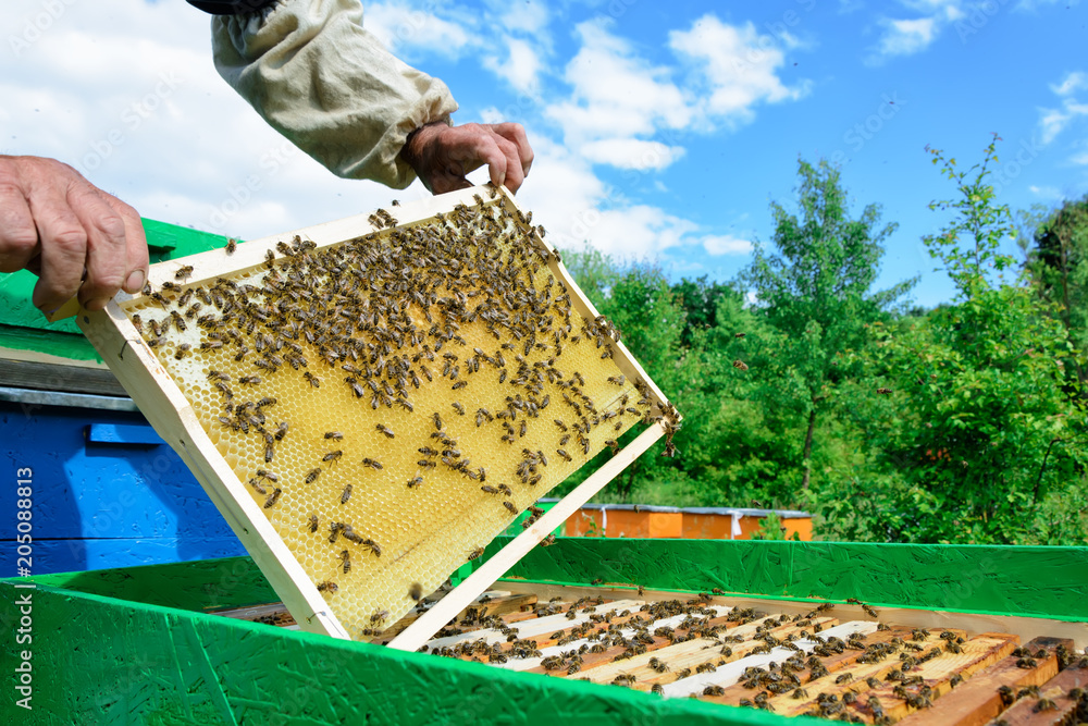 The beekeeper examines bees in honeycombs. In the hands of a honeycomb with honey. The beekeeper examines bees in honeycombs. In the hands of a honeycomb with honey.