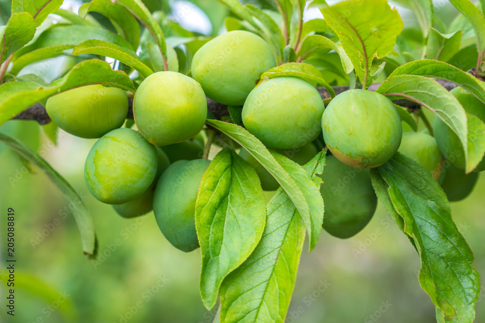 Young green plum fruit on a tree, fruit