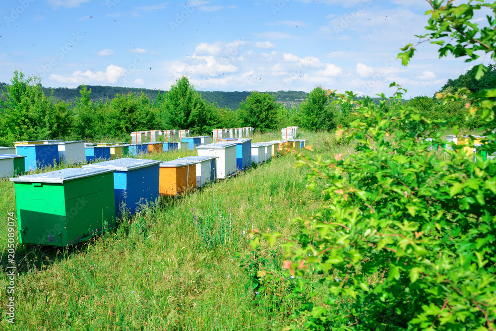 Bee hive boxes. The apiary is located on the edge of the forest. Bee hive boxes. The apiary is located on the edge of the forest.