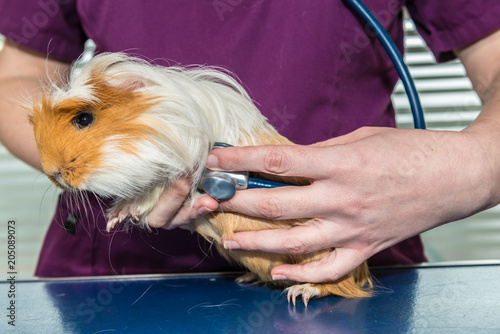 La consultation vétérinaire pour les hamsters, nacs, cochon d'inde, est très importante pour la santé de cet animal de compagnie.