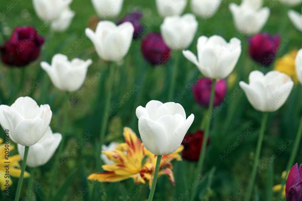Blühende Tulpen in einem Tulpenbeet