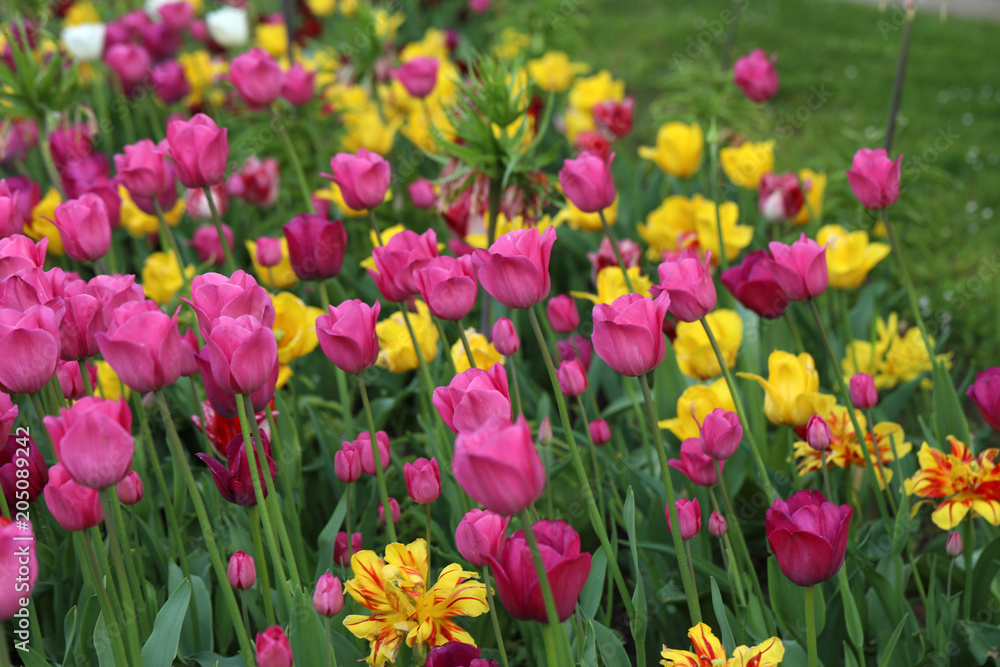 Blühende Tulpen in einem Tulpenbeet Blühende Tulpen in einem Tulpenbeet