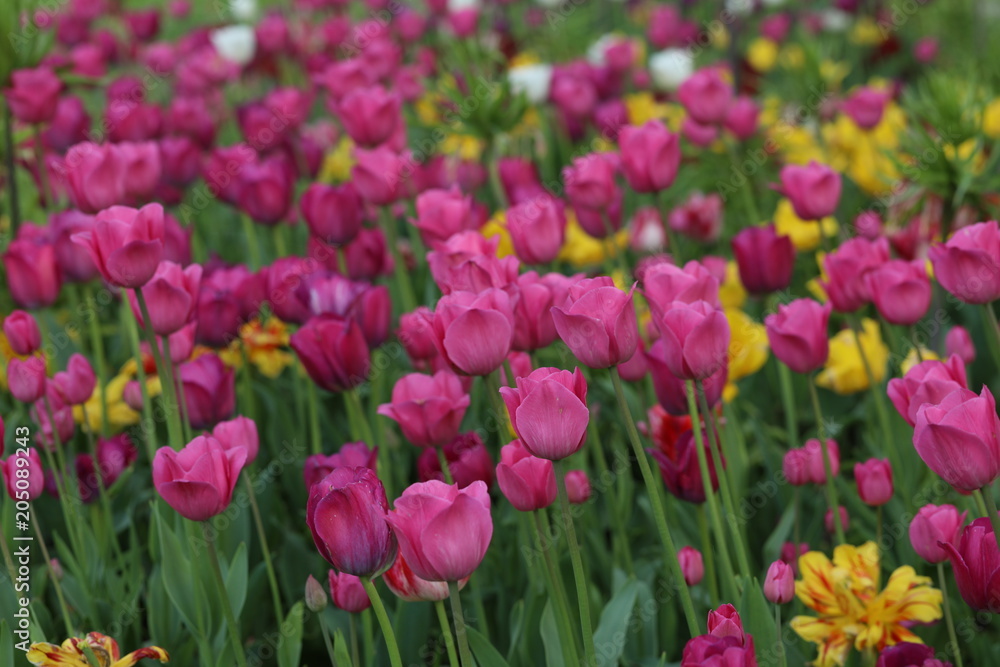 Blühende Tulpen in einem Tulpenbeet