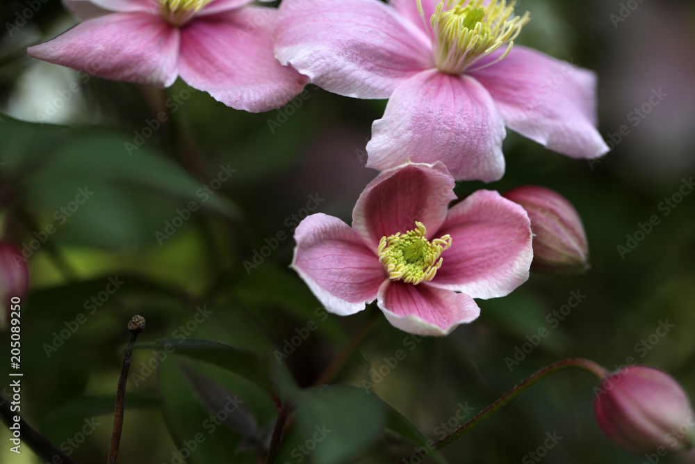 Obraz premium Clematis Blüte rosa