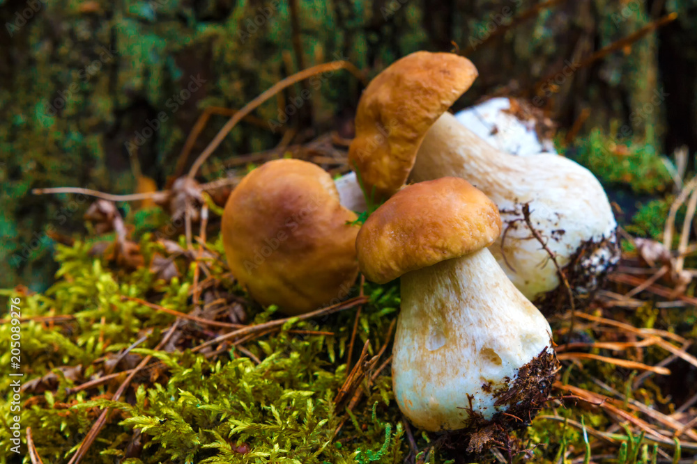 White mushrooms in the woods, on a background of leaves, bright sunlight White mushrooms in the woods, on a background of leaves, bright sunlight