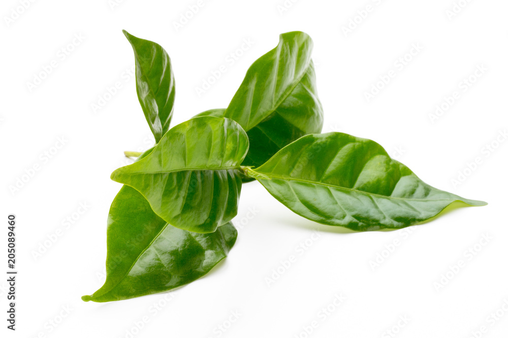 Fototapeta premium Green tea leaf isolated on white background.