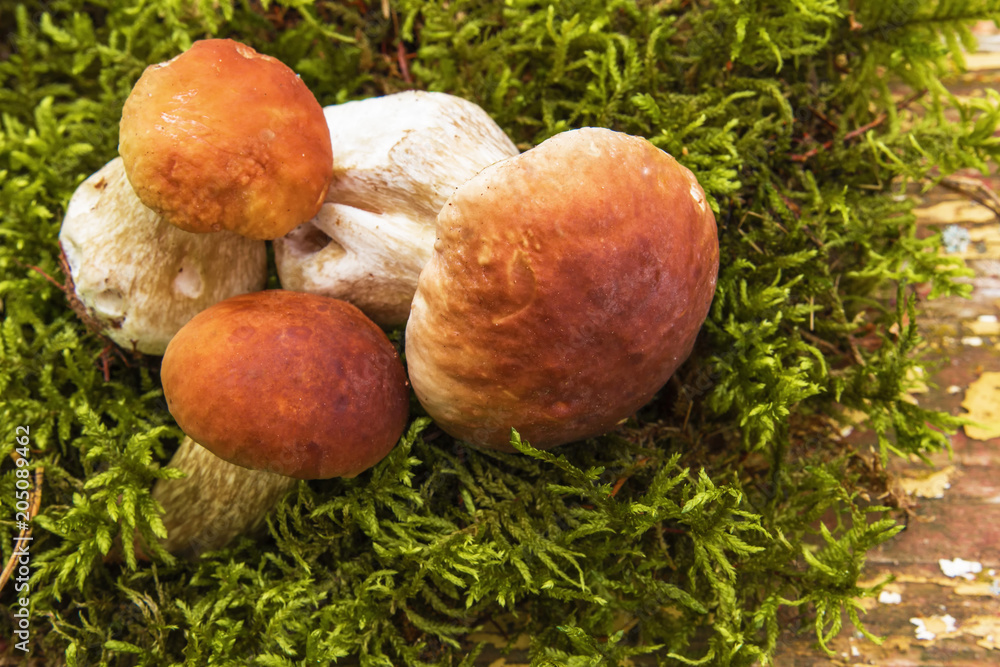 White mushrooms in the woods, on a background of leaves, bright sunlight White mushrooms in the woods, on a background of leaves, bright sunlight