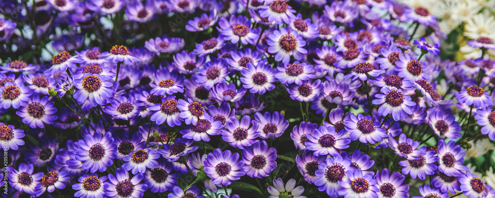 Panoramic Horizontal Wallpaper or Web Banner. Blue flowers chamomile field , selective focus Panoramic Horizontal Wallpaper or Web Banner. Blue flowers chamomile field , selective focus