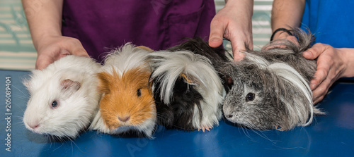 La consultation vétérinaire pour les hamsters, nacs, cochon d'inde,  est très importante pour la santé de cet animal de compagnie. photo