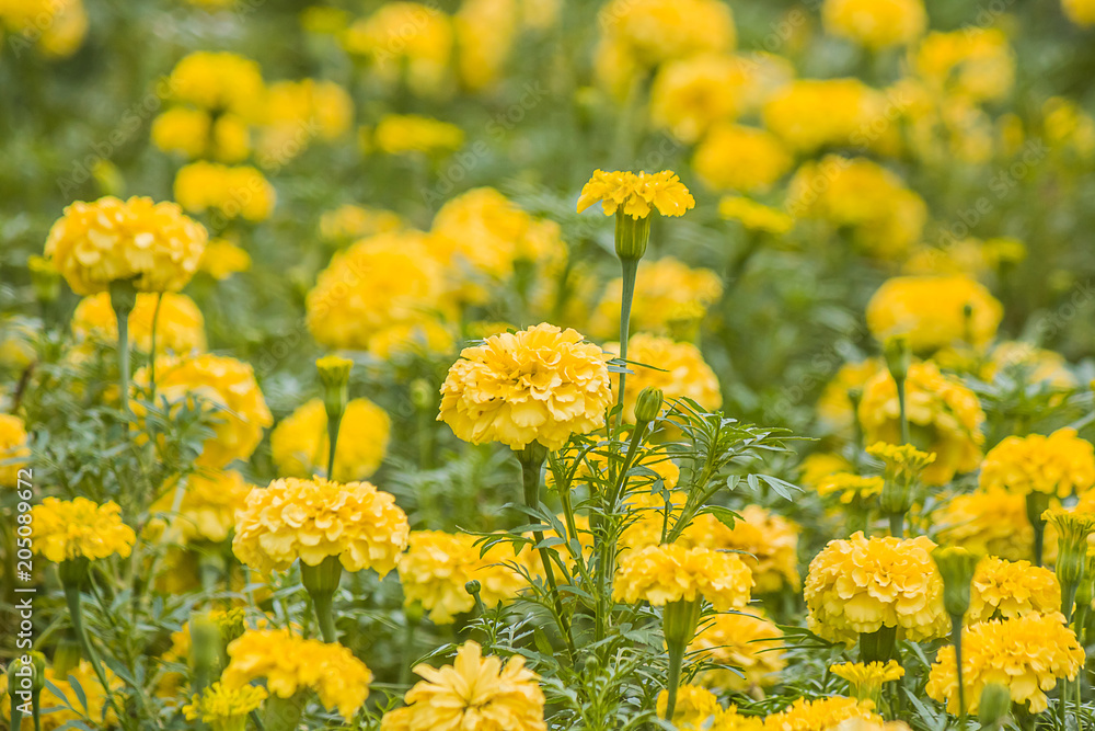 Marigold in garden