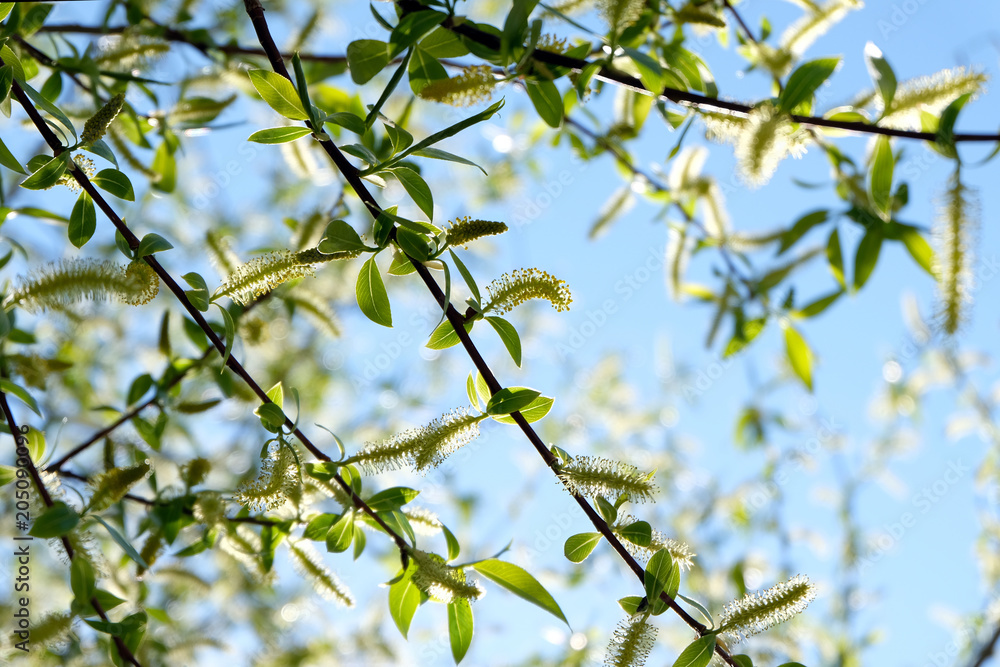 Young green leaves and catkins of willows against the blue sky. Spring background. Young green leaves and catkins of willows against the blue sky. Spring background.