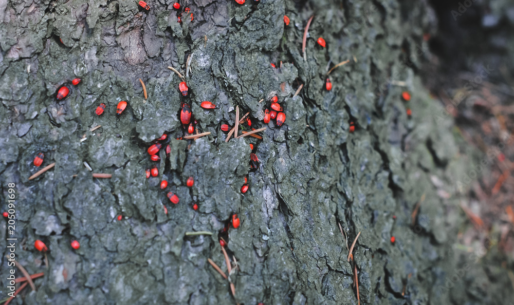 Background of the structure of wood and insects Background of the structure of wood and insects