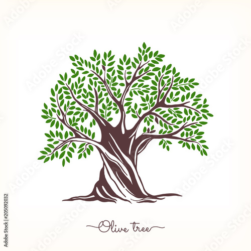 Hand drawn olive tree. Vector sketch illustration