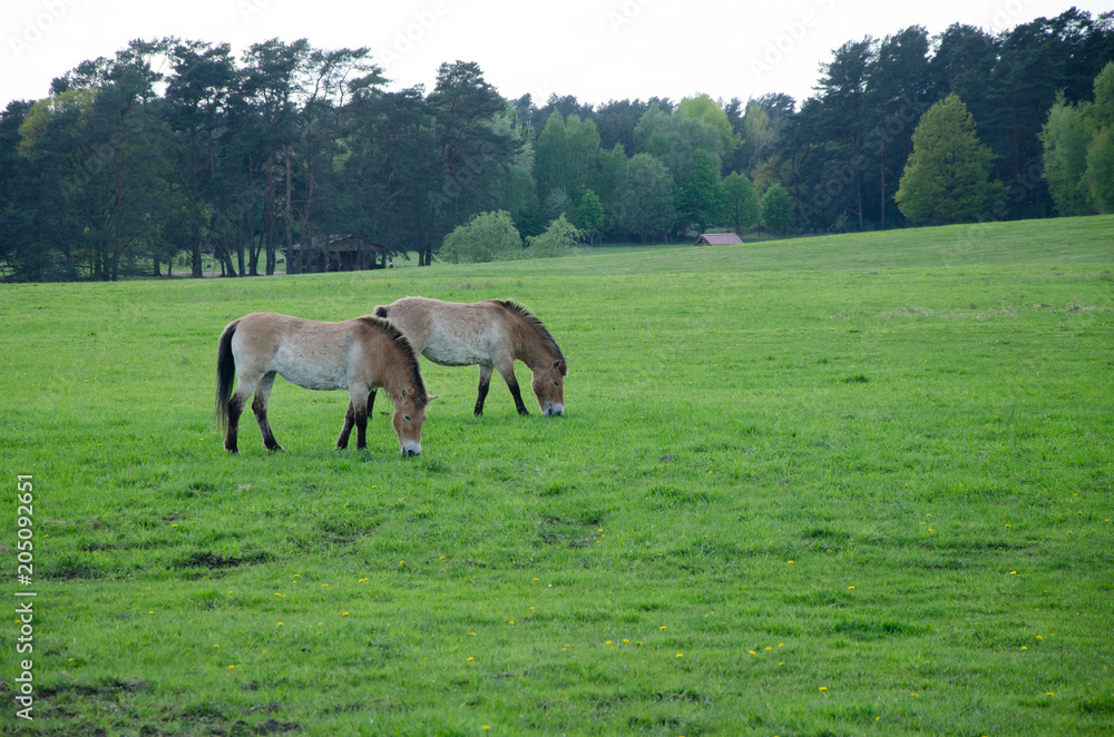 two horses eating together