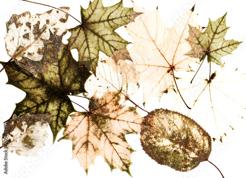 natural background of old dilapidated autumn leaves of different trees on white