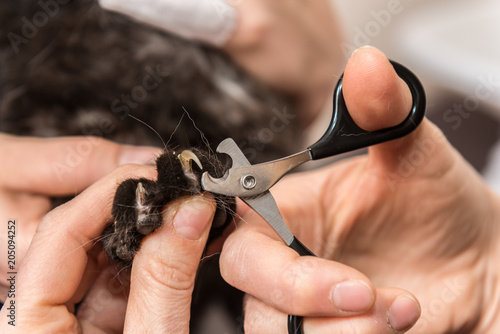 Fototapeta Naklejka Na Ścianę i Meble -  les vétérinaires donnent des soins au animaux domestiques,  coupent les griffes et nettoient  les oreilles , les yeux, les coiffent, les tondent.