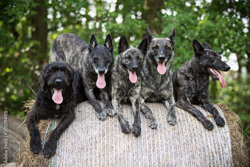 Canvas Print Pack of Dutch shepherd Dogs sitting on heystack.