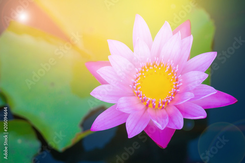 Beautiful pink flower, lotus bloomed flower, lily flower on a swamp water with sunshine in natural background.