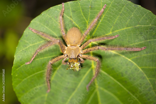Huntsman spider eating prey