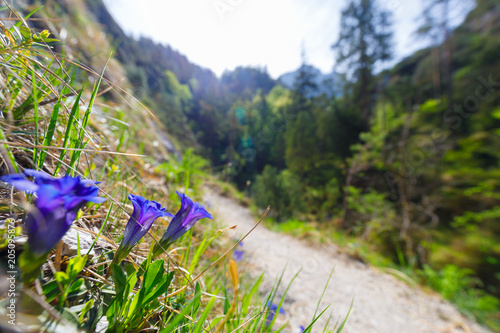 Alpine Gentian next to hiking trail at Aschauklamm, Bavaria