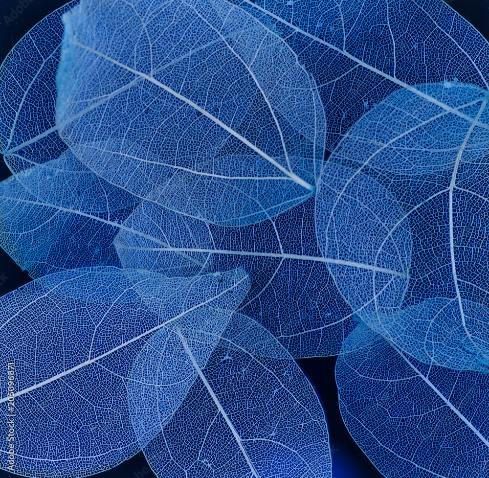 Obraz premium Skeleton Leaves Flower Composition on black background,transparent blue leaves