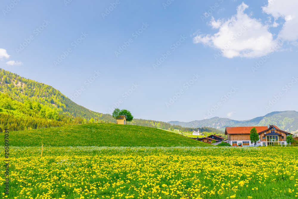 Chapel Sankt Anna in Achenkrich on a spring day with meadow of yellow flowers
