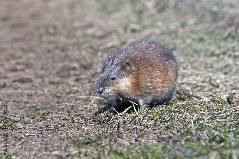 closeup fluffy nutria sits on a glade, furry fur nutria shines in the rays of the sun closeup fluffy nutria sits on a glade, furry fur nutria shines in the rays of the sun