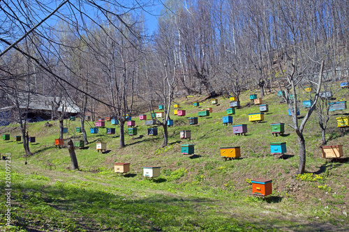apiary with colorful wooden beehives on meadow