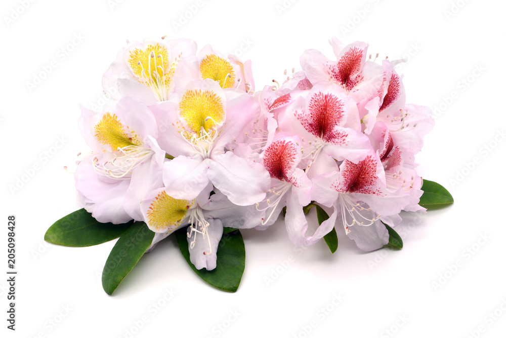 Fototapeta premium pink white yellow red Rhododendron flower heads on white isolated background