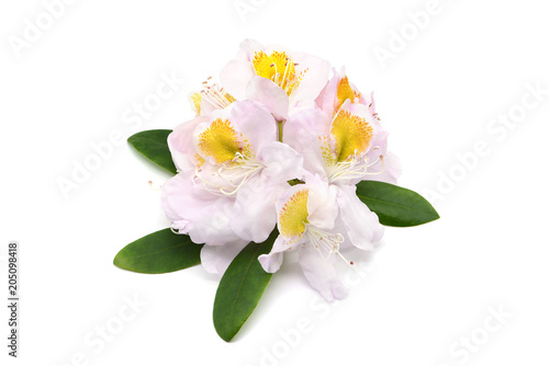 white yellow Rhododendron flower heads on white isolated background