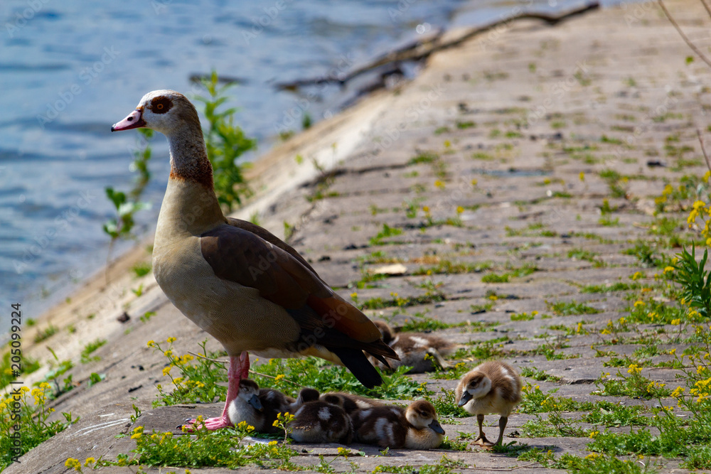 Fototapeta premium Gans Familie