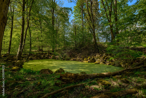 Verwunschener Ort: Von Algen grün gefärbter Waldsee im Naturpark Mecklenburgische Schweiz