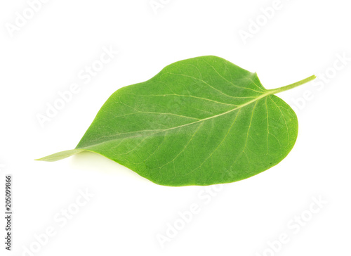 Lilac leaf isolated