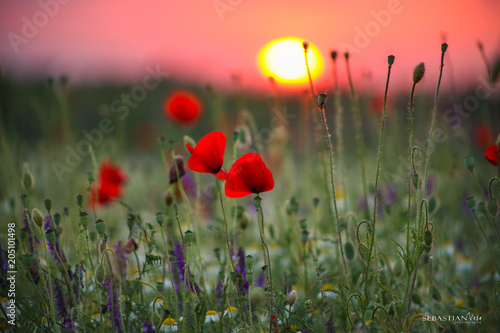 Poppy flowers with sunset in the background