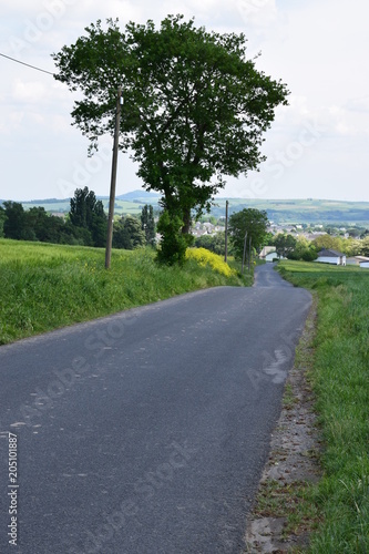 Alleeweg bei Polch photo