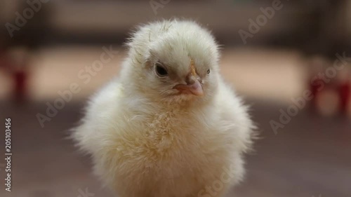 cute chick just born, sleeping standing up
