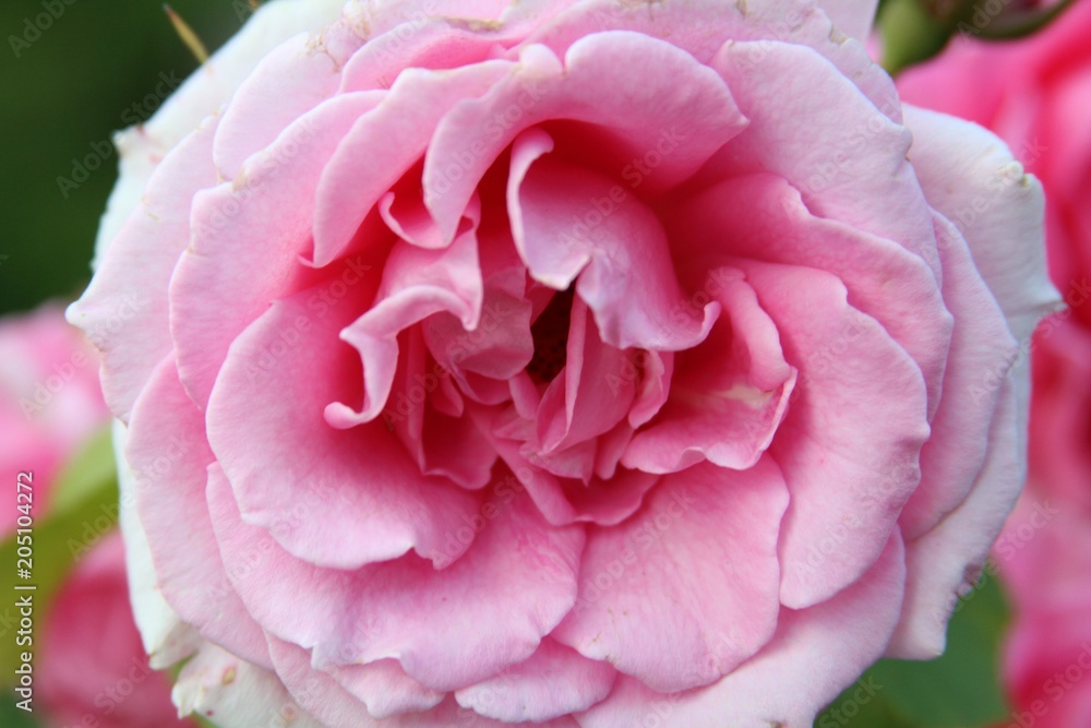 Pink Rose Pink Rose